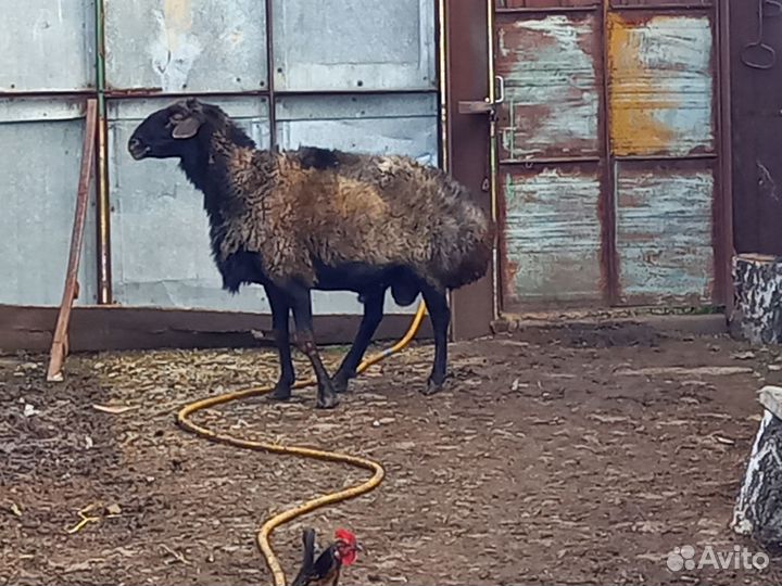 Курдючные бараны овцы