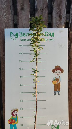 Саженцы 3 плодовых дерева