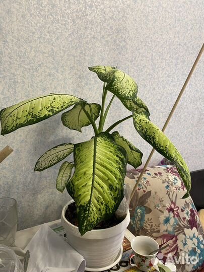 Диффенбахия