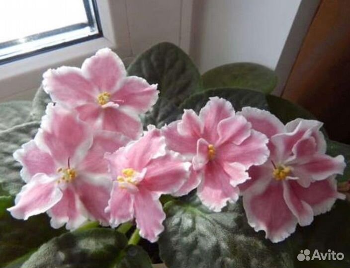 Фиалки сортовые