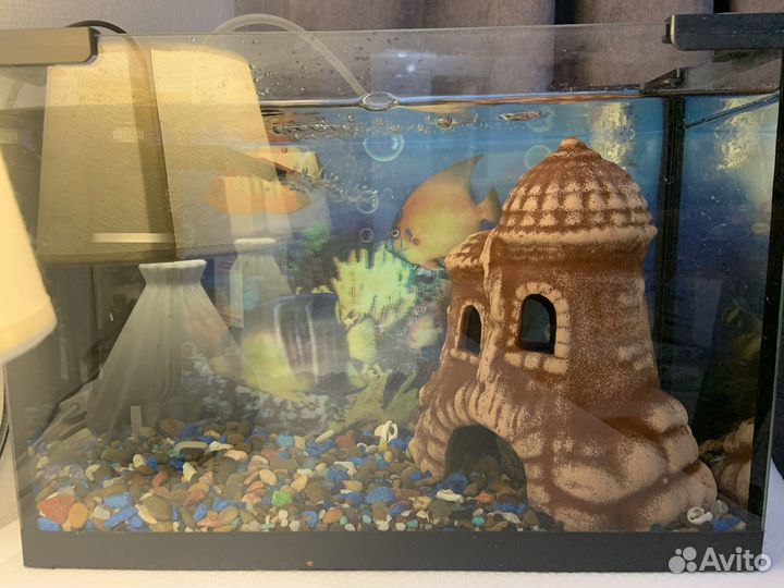 Аквариум
