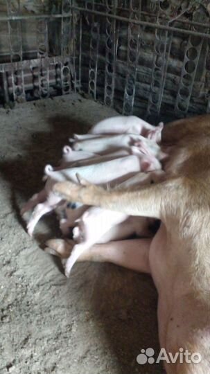 Поросята белые