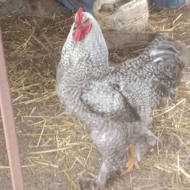 Молодые петухи