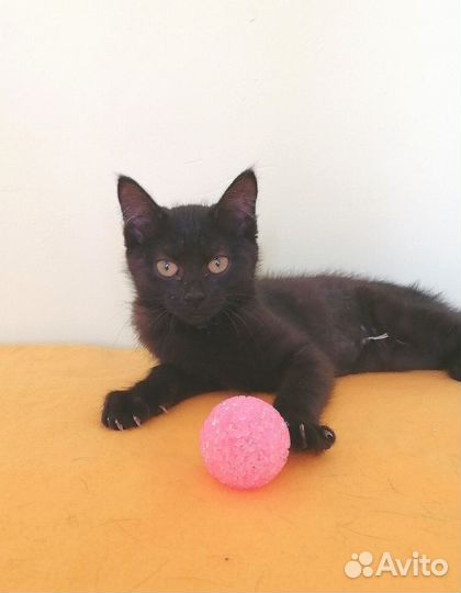 Котенок девочка