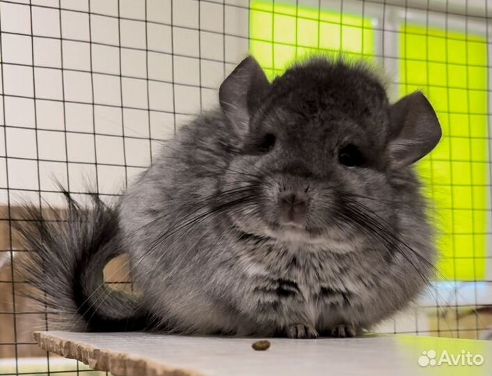 Шиншилла девочка