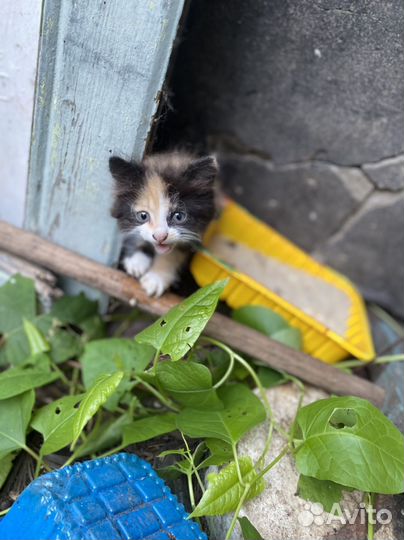 Трехцветный котенок девочка