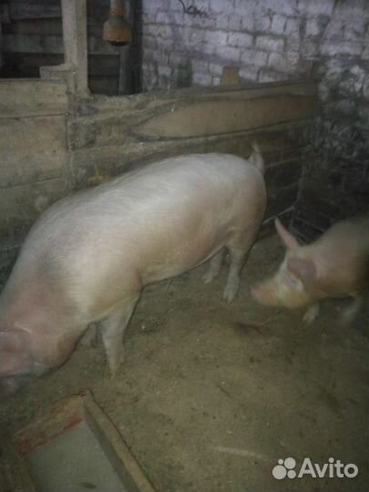 Поросенок ландрас