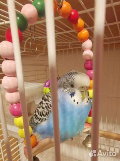 Волнистые попугайчики с клеткой