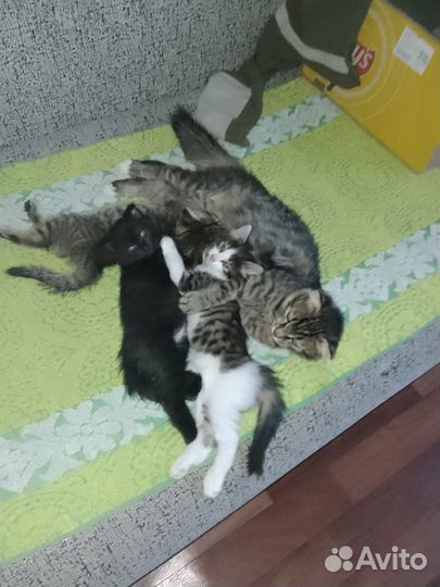 Котята в добрые руки