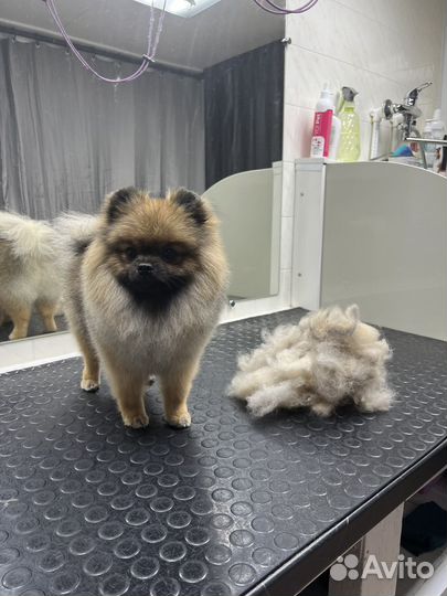 Услуги грумера