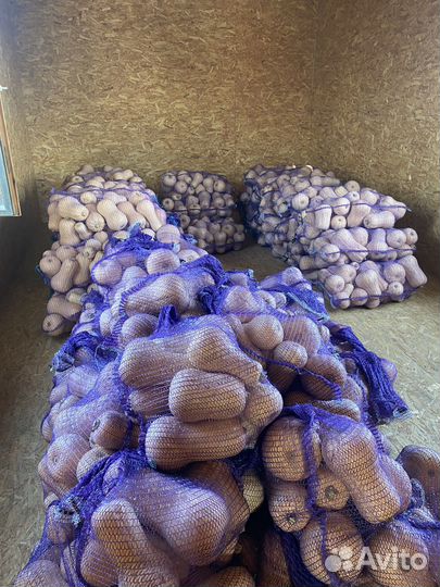 Тыква Матильда