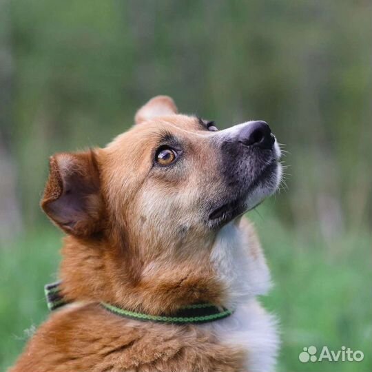 Рыжое счастье