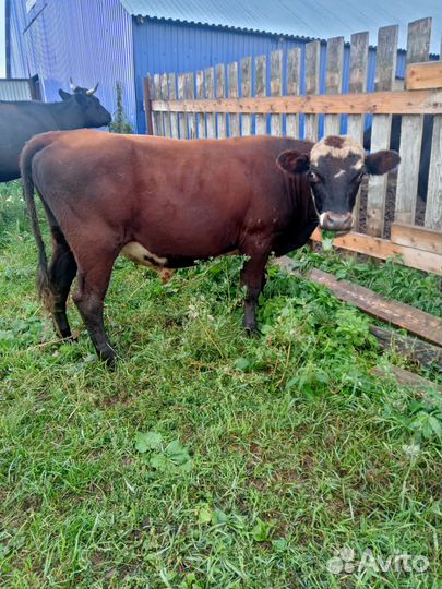 Продам быков