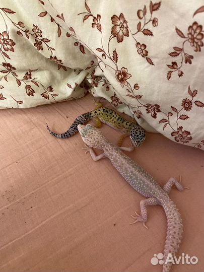 Эублефар самка