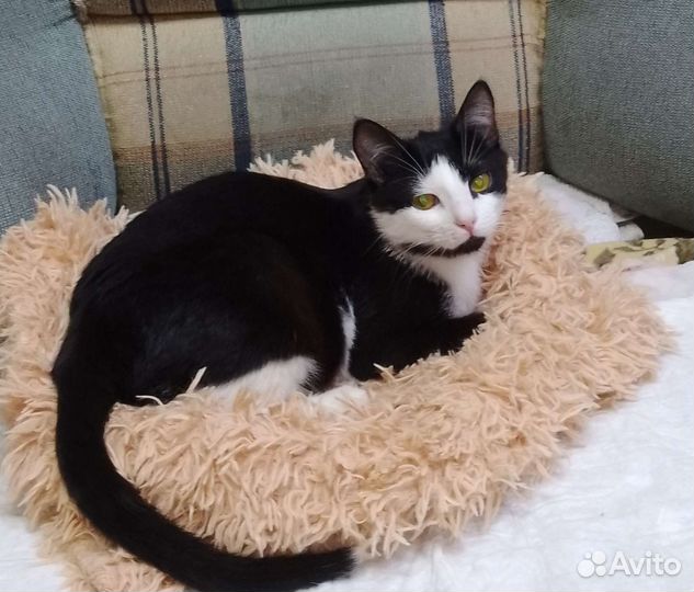 Я изгой в кошачьем прайде