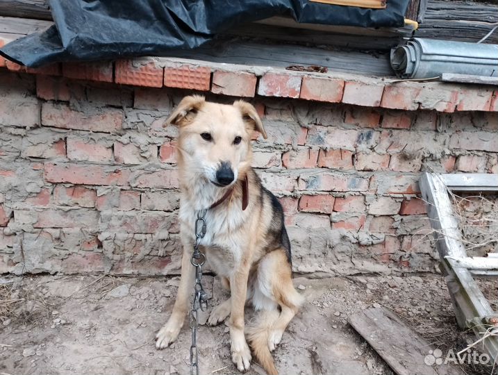 Собаки в добрые руки