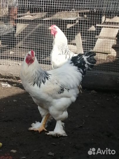 Петух брама