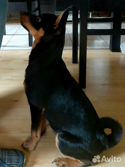 Русский той-терьер