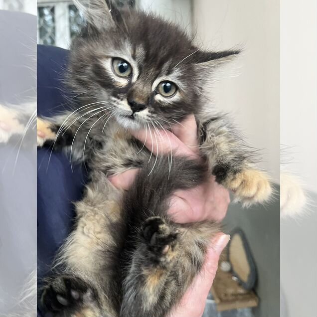 Сибирский котёнок
