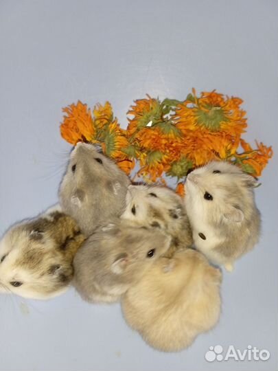 Джунгарский хомяк