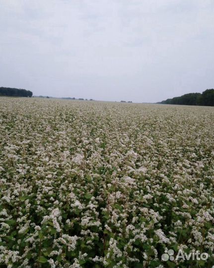 Мёд на Сеченова в Тюмени