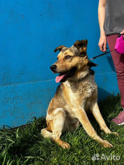 Отдам в добрые руки