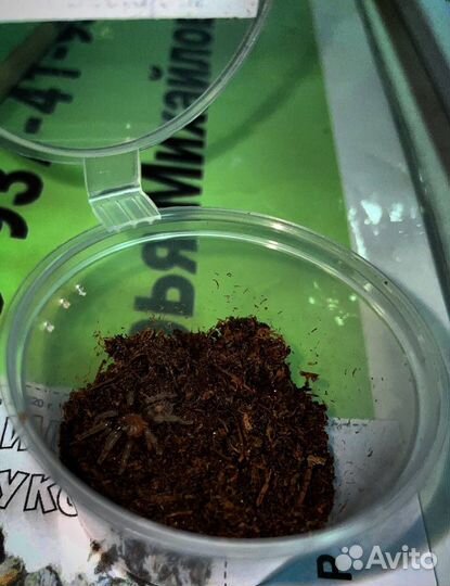 Пауки птицееды