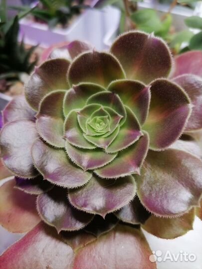 Эониум / Aeonium