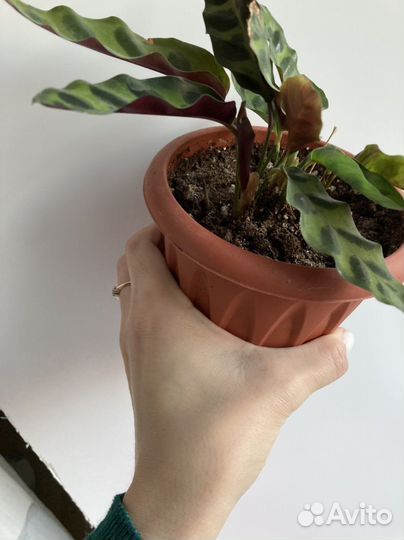 Калатея лансифолия ланцетная