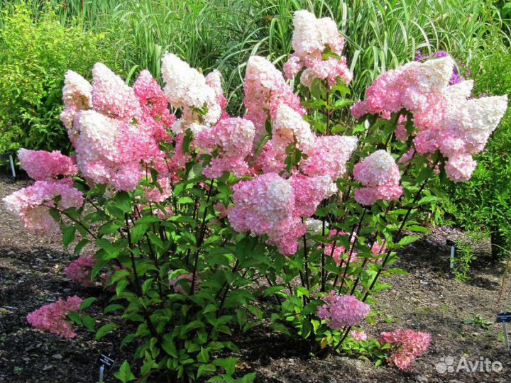 Гортензия метельчатая Ванилла Фрайз