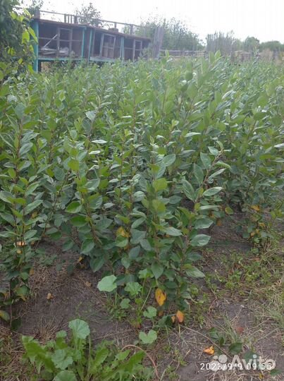 Саженцы кизильника