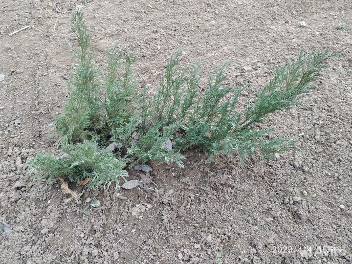 Можжевельник