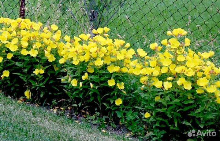 Энотера многолетняя