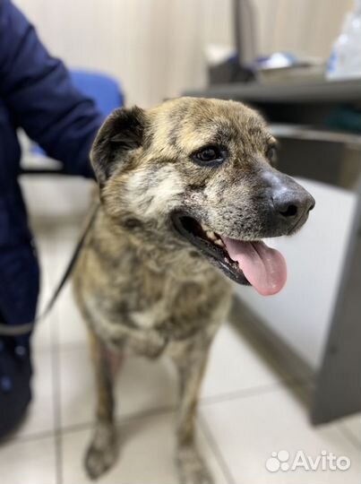 Тиграша ждет маму