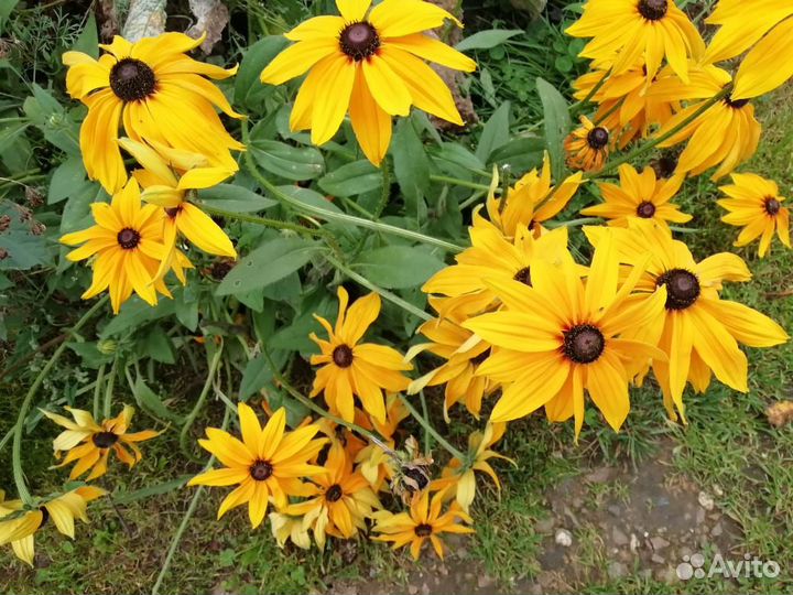 Садовые цветы