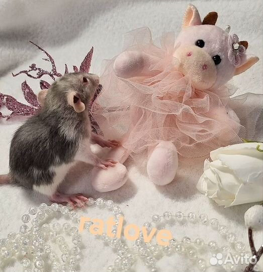 Девочки марбл от ratlove