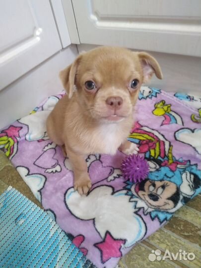 Щенки чихуахуа