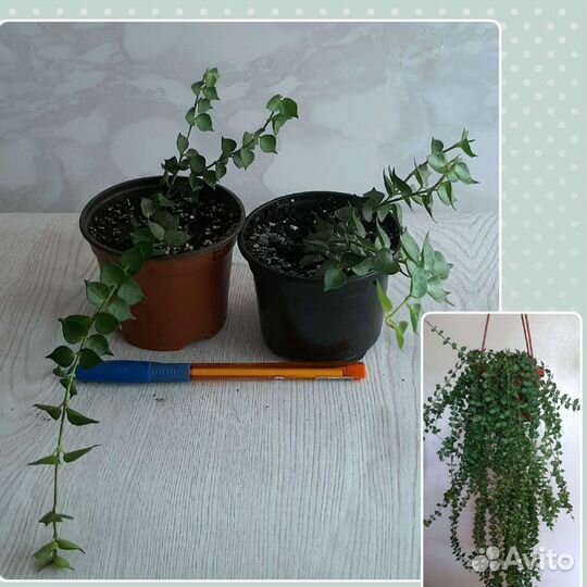 Дисхидия, драцена,рипсалидопсис