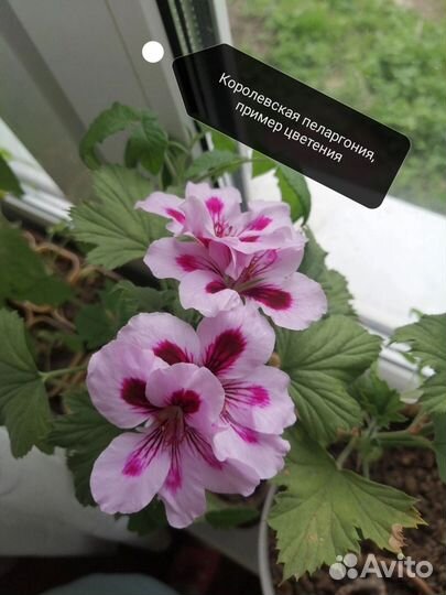 Комнатные растения часть 4