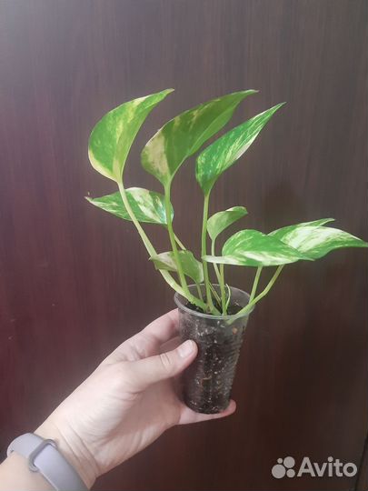 Эпипремнумы Золотистый и Марбл Квин