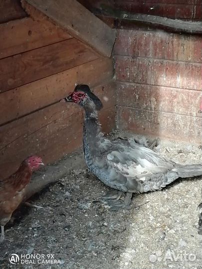 Семья индоуток