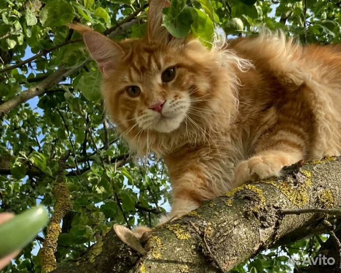 Котики Мейн кун