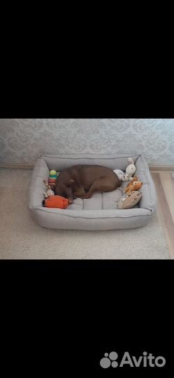 Лежанка для собак
