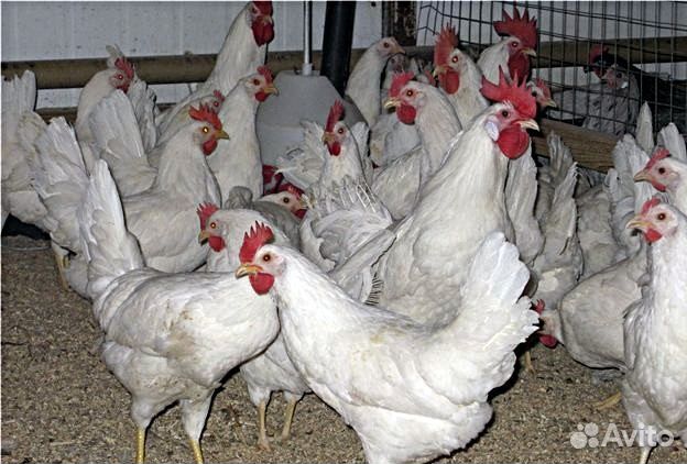 Куры молодки