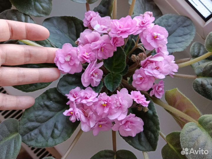 Фиалка розовая детки и взрослая цветущая