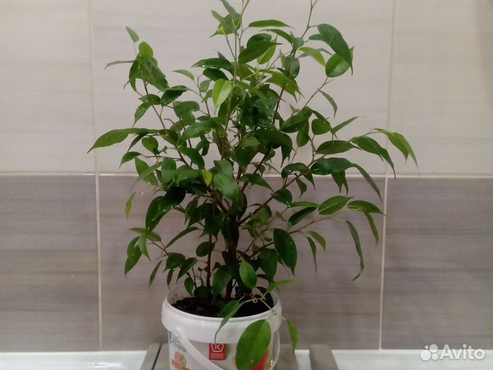 Фикс Бенджамина