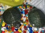 2 черепахи