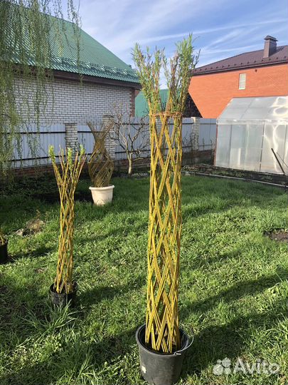 Плетеные деревья из ивы