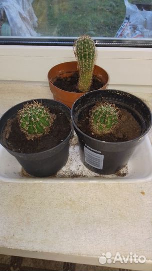 Кактус, денежное дерево