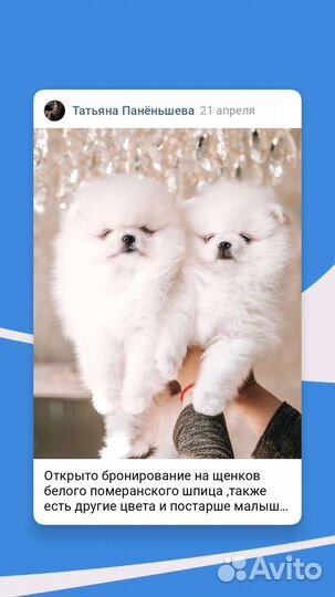 Щенки Белых померанских шпицев